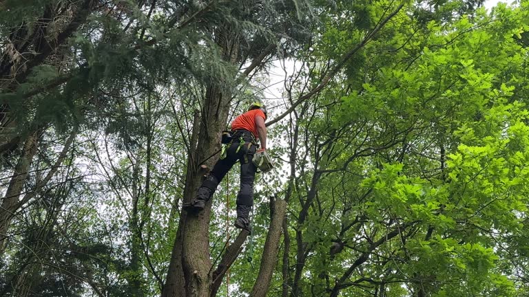 How Our Tree Care Process Works  in Vinton, TX